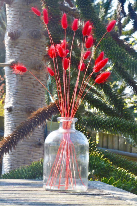Clear glass bottle vase with red dried lagarus against a monkey tree.