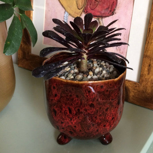 Potted plant in a glazed ceramic red pot on a surface with a framed picture in the background.