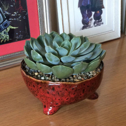 Green succulent plant in a red ceramic bowl on a wooden surface with framed pictures in the background.