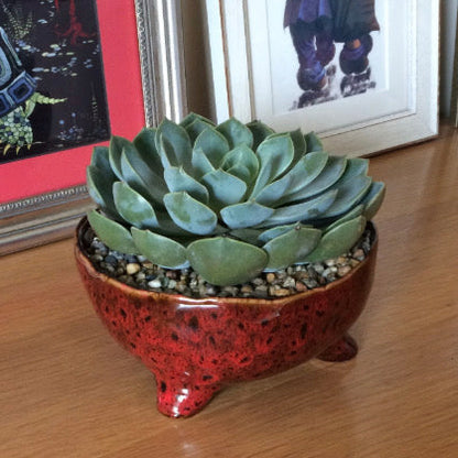 Green succulent plant in a red ceramic bowl on a wooden surface with framed pictures in the background.